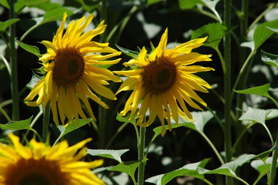 Girasoles - Cádiz - Andalucía - España 2
